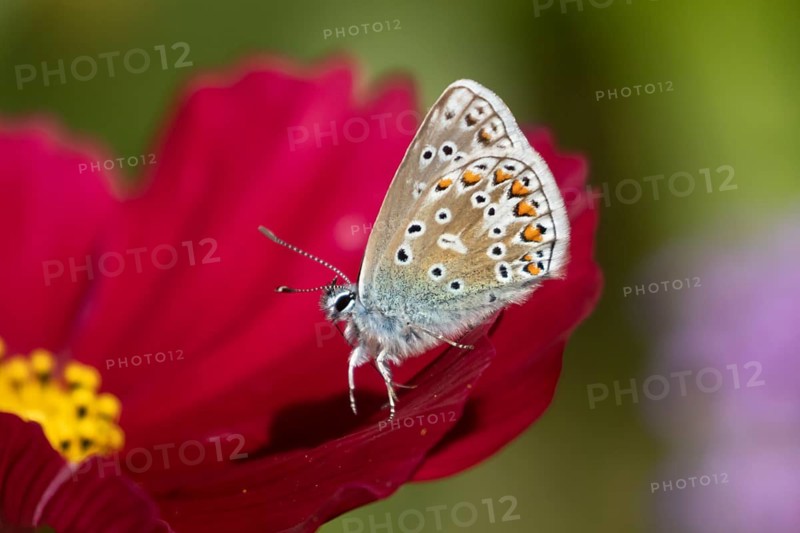 Common blue butterfly (Polyommatus icarus) adult insect on a Cosmos garden flower in summer, England, United Kingdom