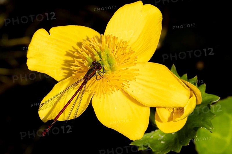 Large red damselfly (Pyrrhosoma nymphula) adult insect resting on a Kingcup yellow flower in a garden pond, England, United Kingdom