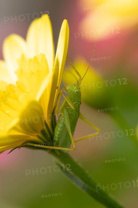 Oak bush cricket (Meconema thalassinum) adult insect resting on a yellow garden flower, England, United Kingdom