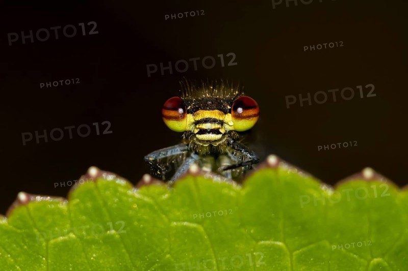 Large red damselfly (Pyrrhosoma nymphula) adult insect resting on a plant leaf in a garden, England, United Kingdom