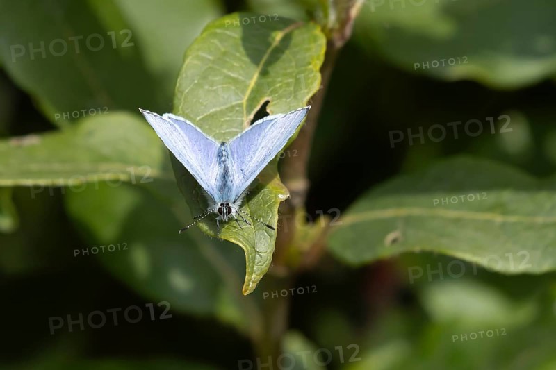 Holly blue butterfly (Celastrina argiolus) adult insect resting on a plant leaf in a garden, England, United Kingdom