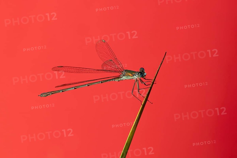 Emerald damselfly (Lestes sponsa) adult insect resting on a reed plant stem, England, United Kingdom