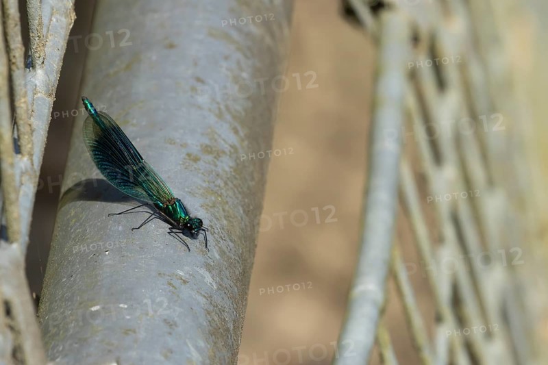 Banded demoiselle damselfly (Calopteryx splendens) adult male resting on metalwork, Suffolk, England, United Kingdom