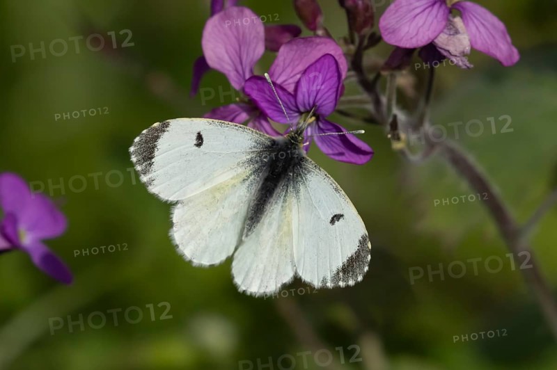 Orange tip butterfly (Anthocharis cardamines) adult female insect feeding on purple Honesty garden flowers in spring, England, United Kingdom