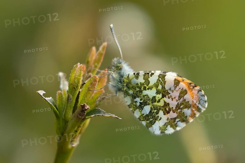 Orange tip butterfly (Anthocharis cardamines) adult male insect resting on a garden plant in spring, England, United Kingdom