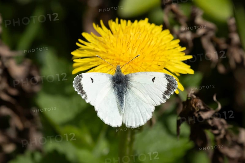 Orange tip butterfly (Anthocharis cardamines) adult female insect feeding on a Dandelion flower in spring, England, United Kingdom