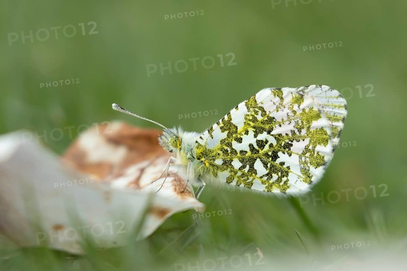 Orange tip butterfly (Anthocharis cardamines) adult insect resting on a garden Magnolia tree petal on a grass lawn in spring, England, United Kingdom