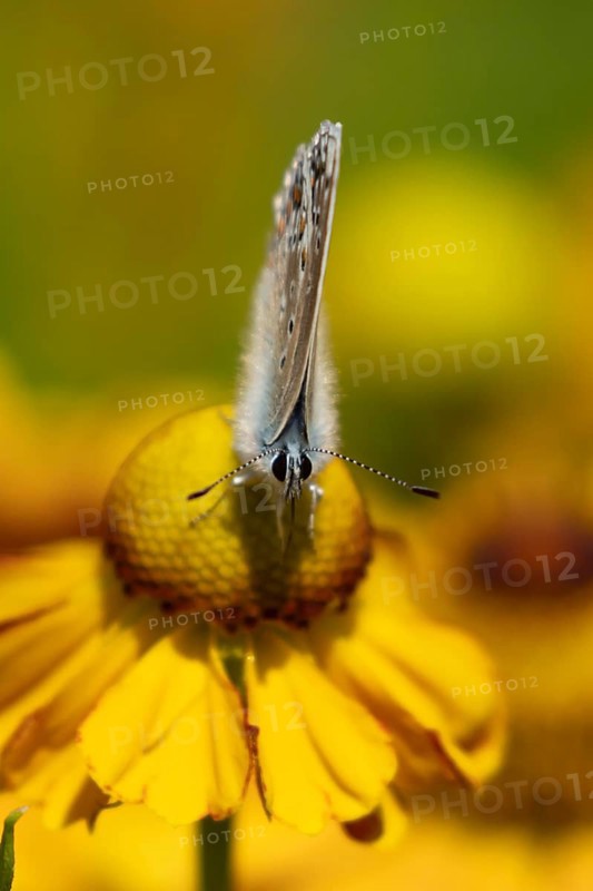 Common blue butterfly (Polyommatus icarus) adult insect feeding on a Helenium garden flower in summer, England, United Kingdom
