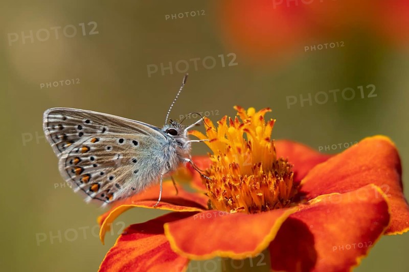 Common blue butterfly (Polyommatus icarus) adult insect feeding on a Mexican sunflower (Tithonia rotundifolia) garden flower in summer, England, United Kingdom
