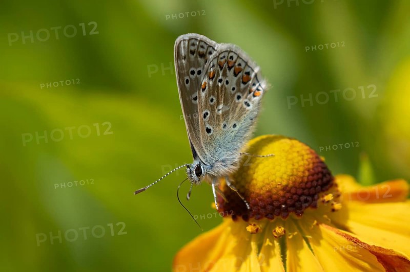 Common blue butterfly (Polyommatus icarus) adult insect on a Helenium garden flower in summer, England, United Kingdom