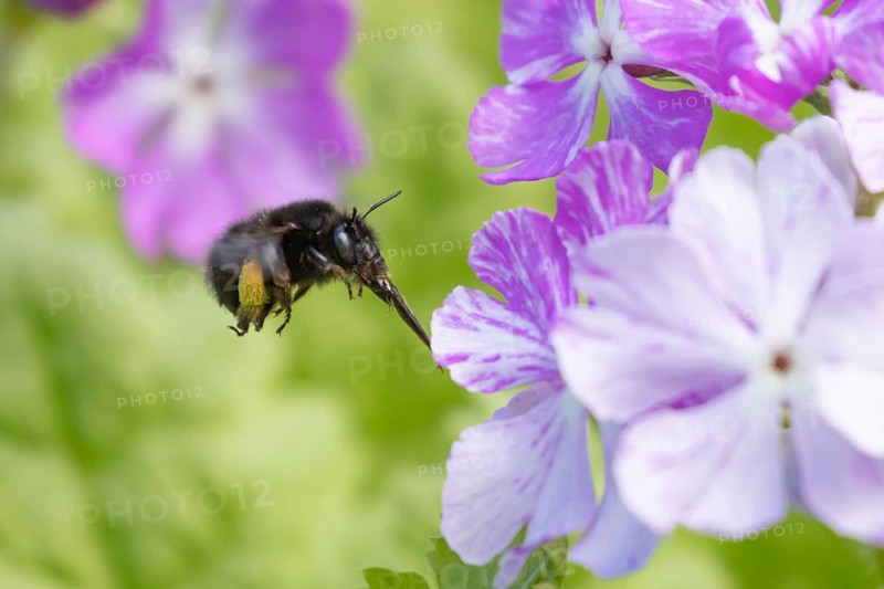 Ashy mining bee (Andrena cineraria) adult insect flying towards a garden flower in spring, England, United Kingdom