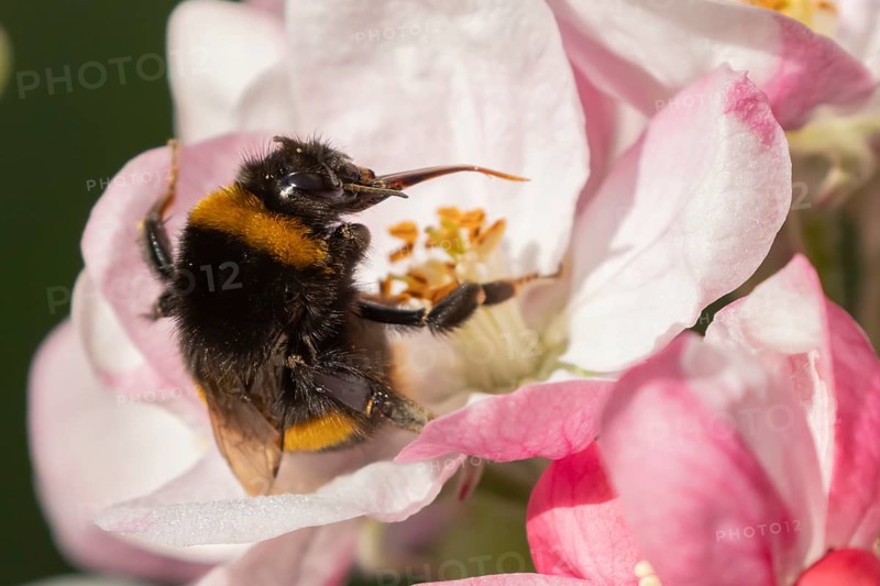 Buff tailed bumblebee (Bombus terrestris) adult bee insect feeding on apple tree blossom in spring, England, United Kingdom