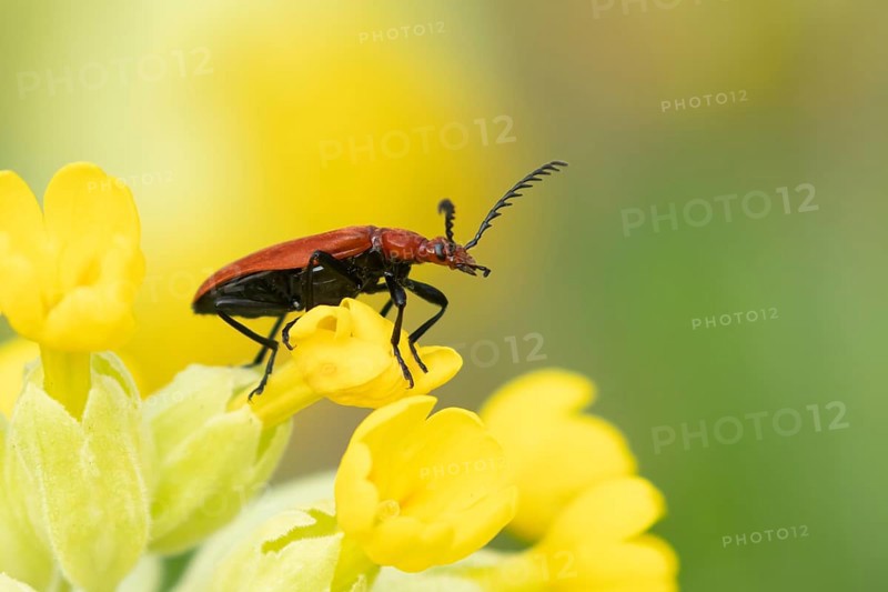 Common red soldier beetle (Rhagonycha fulva) adult insect on a Cowslip flower in spring, England, United Kingdom