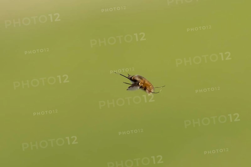 Bee fly (Bombylius major) adult insect flying, England, United Kingdom
