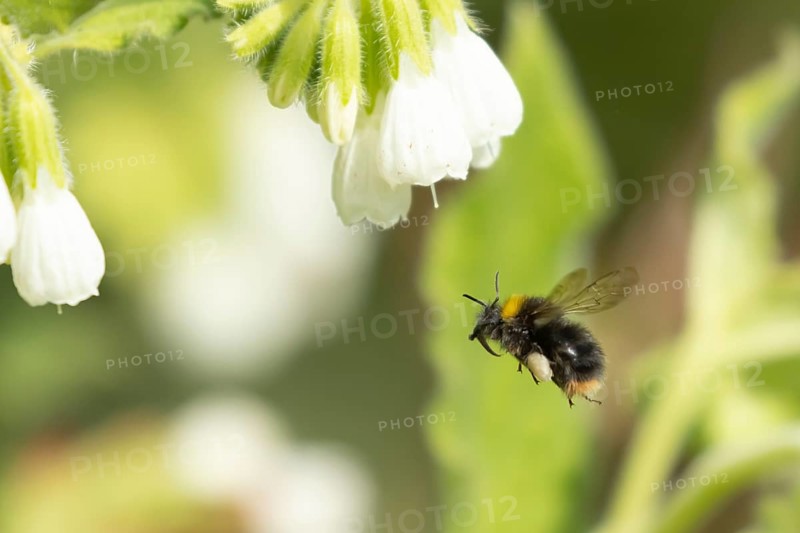 Buff tailed bumble bee (Bombus terrestris) adult insect flying towards a white garden flower in spring, England, United Kingdom