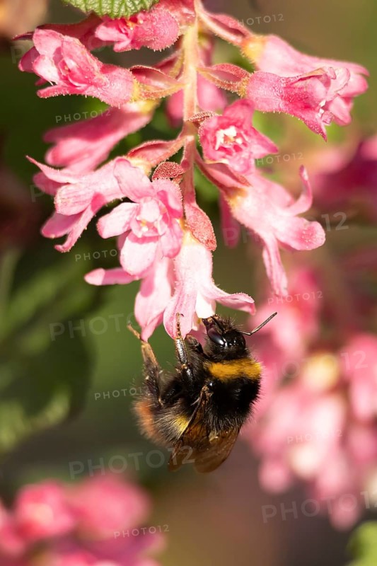 Buff tailed bumblebee (Bombus terrestris) adult bee insect feeding on Ribes King Edward VII flowering currant tree flowers in spring, England, United Kingdom