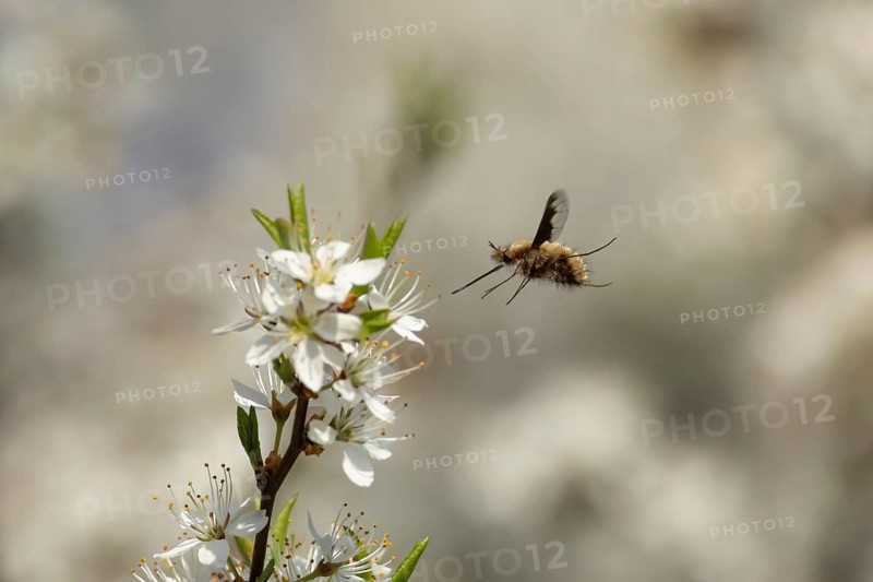 Bee fly (Bombylius major) adult insect flying towards Blackthorn tree blossom in spring, England, United Kingdom