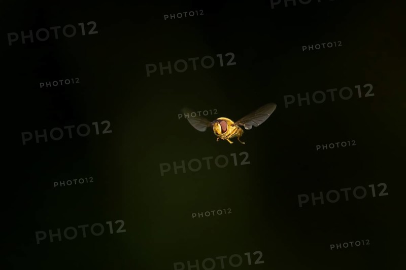 Common hoverfly (Eupeodes corollae) adult insect flying, England, United Kingdom