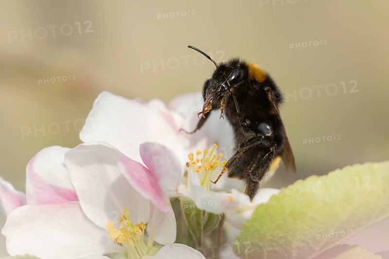 Buff tailed bumblebee (Bombus terrestris) adult bee insect on apple tree blossom in spring, England, United Kingdom
