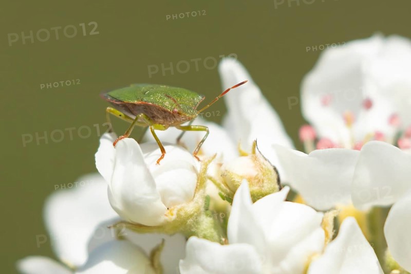 Hawthorn shieldbug (Acanthosoma haemorrhoidale) adult insect on apple tree blossom in spring, England, United Kingdom