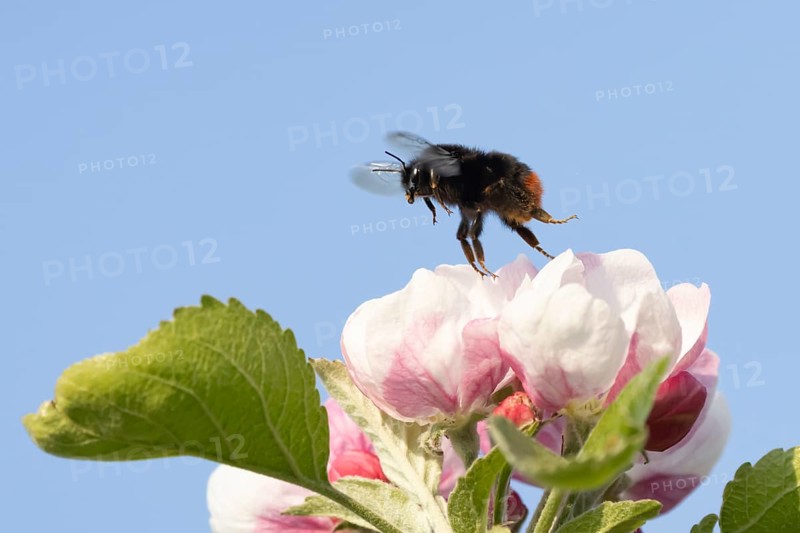 Red tailed bumblebee (Bombus lapidarius) adult bee insect taking off in flight from a apple tree flower in spring, England, United Kingdom