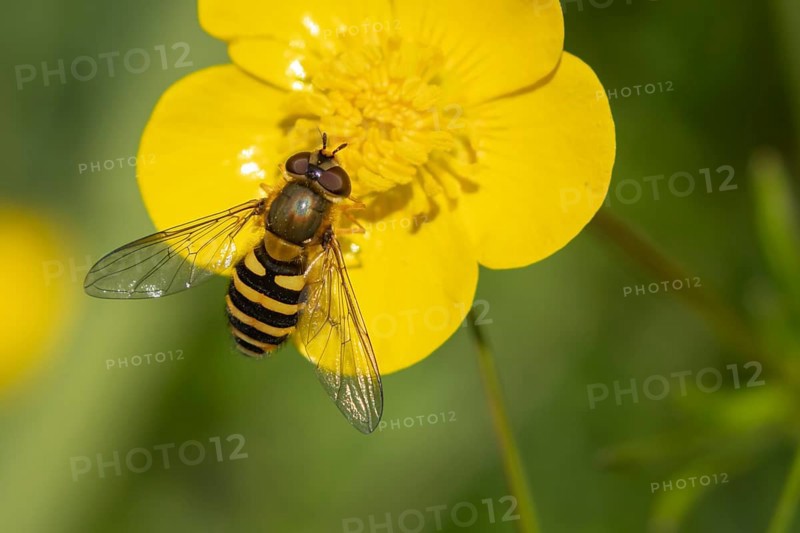 Common hoverfly (Eupeodes corollae) adult insect feeding on a Buttercup flower in spring, England, United Kingdom