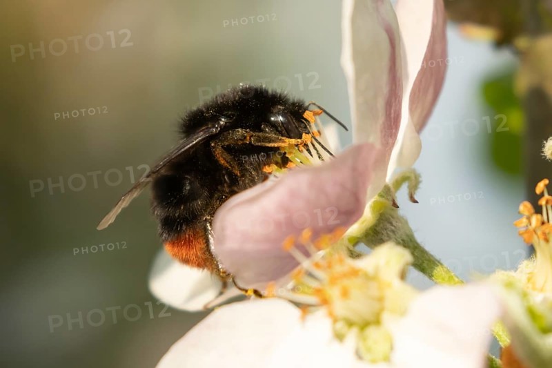 Red tailed bumblebee (Bombus lapidarius) adult insect feeding on apple tree blossom in spring, England, United Kingdom