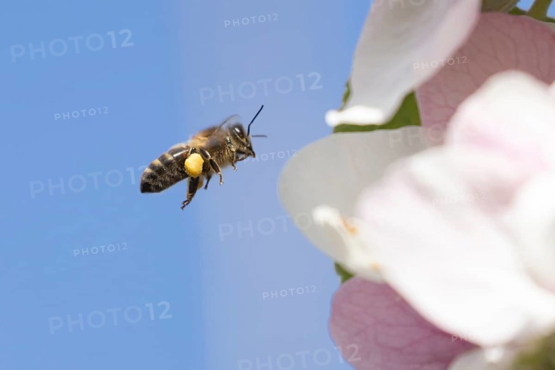 Honey bee (Apis mellifera) adult insect flying towards apple tree blossom in spring, England, United Kingdom