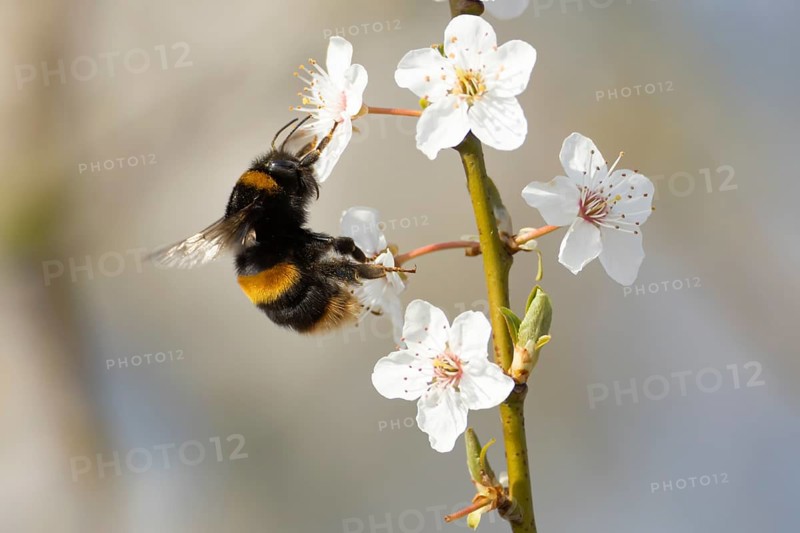 Buff tailed bumblebee (Bombus terrestris) adult bee insect feeding on Blackthorn tree blossom in spring, England, United Kingdom
