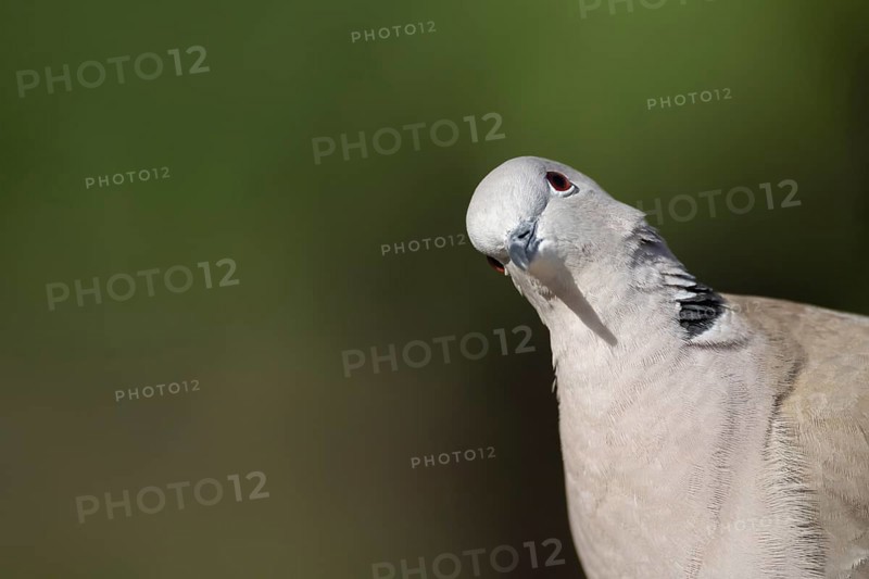 Collared dove (Streptopelia decaocto) adult bird head portrait, England, United Kingdom