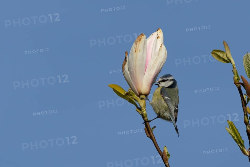 Blue tit (Cyanistes Caeruleus) adult bird feeding on a garden Magnolia tree flower in spring, England, United Kingdom