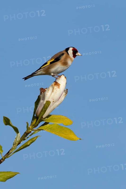 European goldfinch (Carduelis carduelis) adult bird on a garden Magnolia tree flower in spring, England, United Kingdom