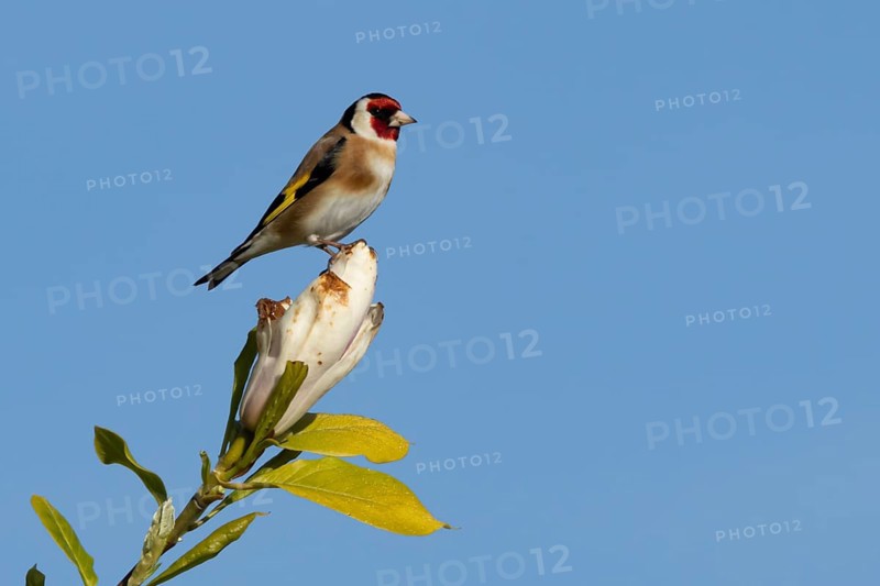 European goldfinch (Carduelis carduelis) adult bird on a garden Magnolia tree flower in spring, England, United Kingdom
