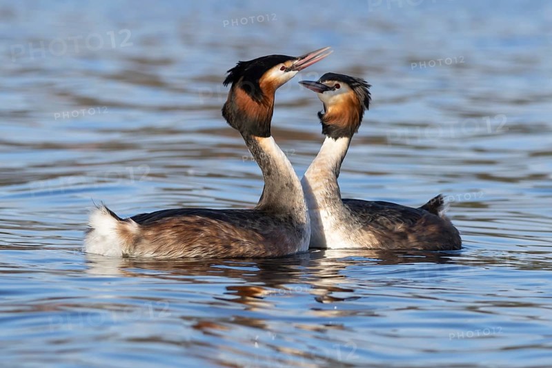 Great crested grebe (Podiceps cristatus) two adult birds on water of a lake performing their courtship love display in spring, England, United Kingdom