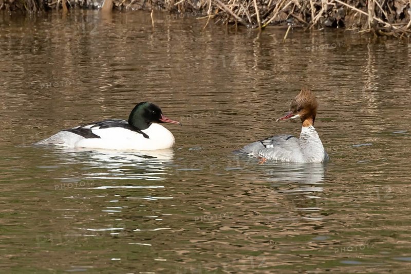 Goosander (Mergus merganser) adult male and female birds on water of a river, England, United Kingdom