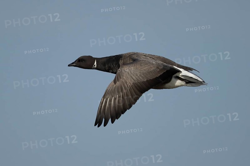 Brent goose (Branta bernicla) adult bird flying against a blue sky, England, United Kingdom