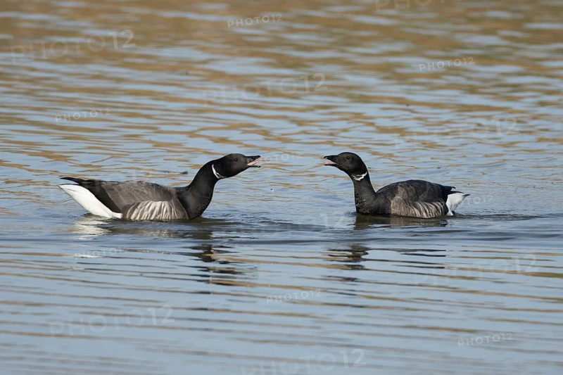 Brent goose (Branta bernicla) two adult geese birds calling or arguing on a lagoon, England, United Kingdom