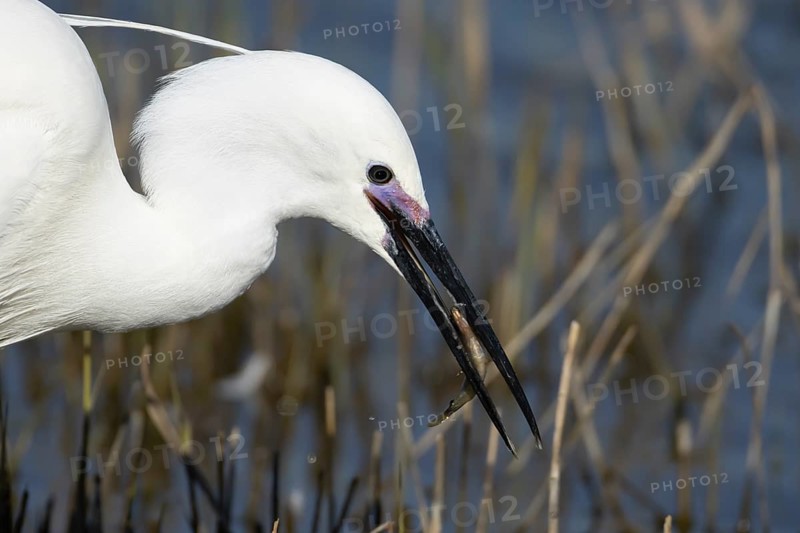 Little egret (Egretta garzetta) adult bird with a Stickleback fish for food in its beak, England, United Kingdom