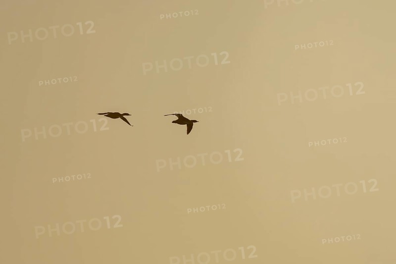 Goosander (Mergus merganser) silhouette of two adult birds in flight at sunset, England, United Kingdom