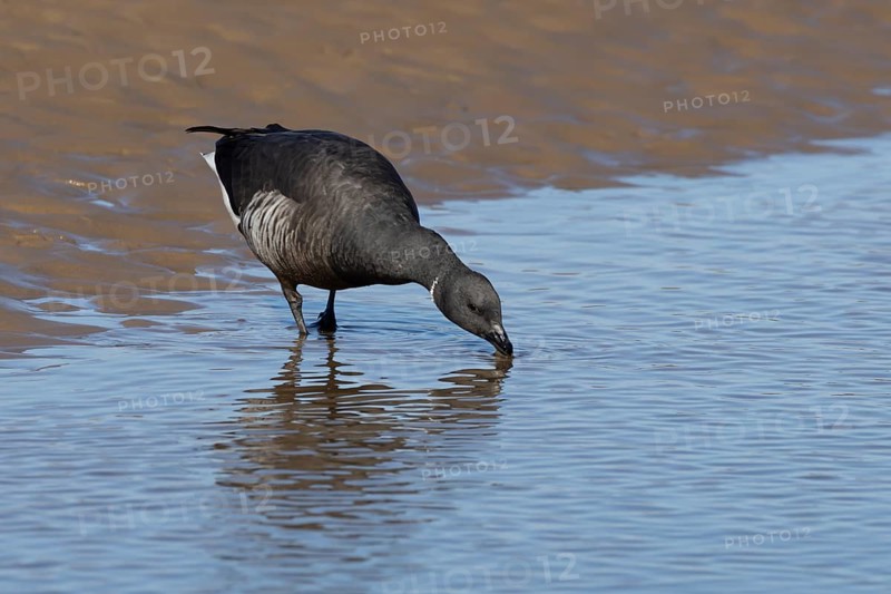 Brent goose (Branta bernicla) adult bird drinking from the sea, England, United Kingdom