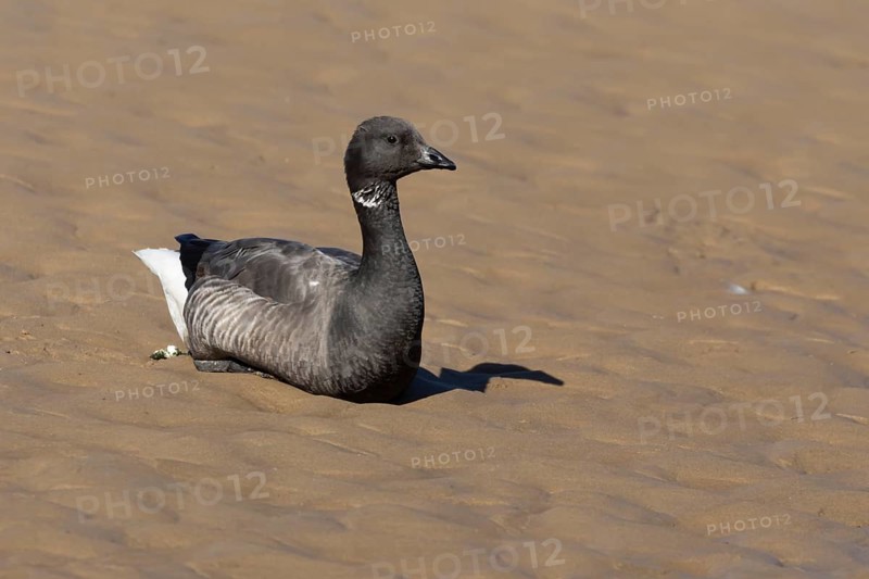 Brent goose (Branta bernicla) adult bird sitting on a sandy beach, England, United Kingdom