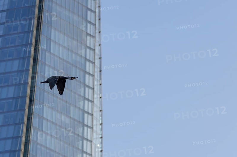 Great cormorant (Phalacrocorax carbo) adult bird flying pass The Shard building, London, England, United Kingdom