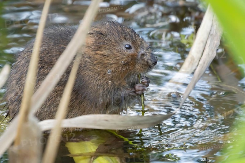 Water vole (Arvicola amphibius) adult animal eating pond weed in a lake, England, United Kingdom