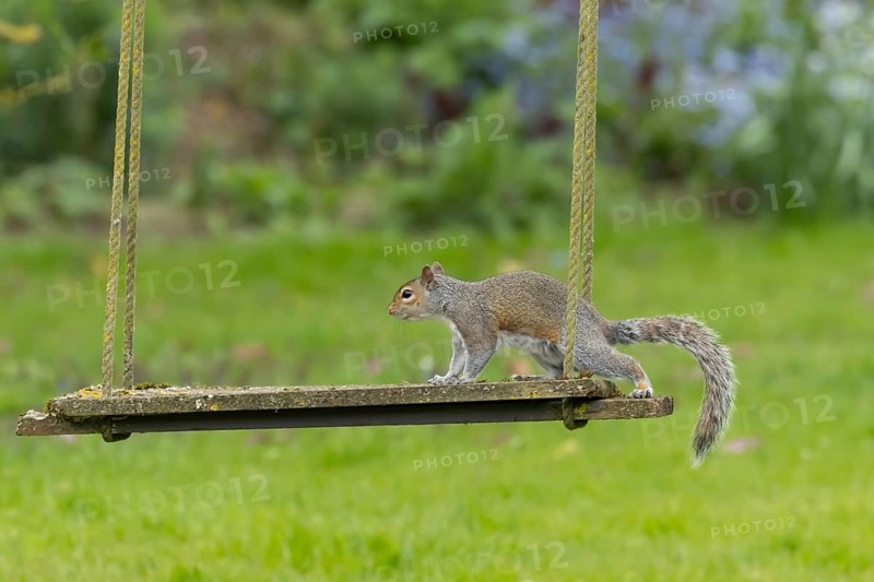 Grey squirrel (Sciurus carolinensis) adult animal on a garden swing, England, United Kingdom
