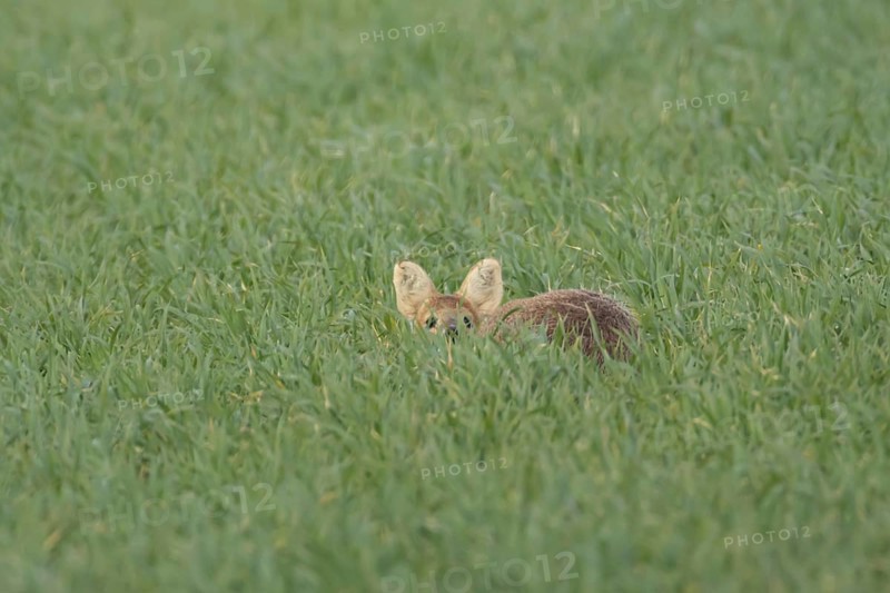Chinese water deer (Hydropotes inermis) adult animal sitting in a farmland cereal field, England, United Kingdom