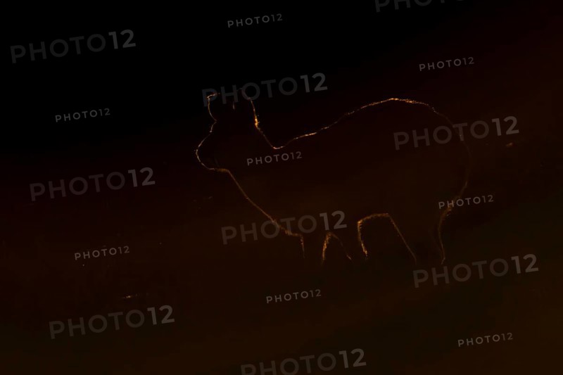 Chinese water deer (Hydropotes inermis) silhouette of an adult animal backlite in a fenland field at sunset, England, United Kingdom