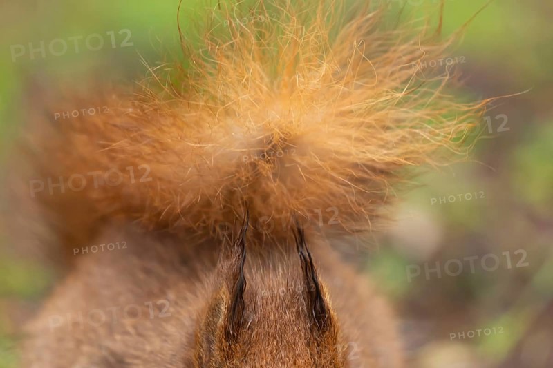 Red squirrel (Sciurus vulgaris) adult animal close up of its tail and ears, England, United Kingdom