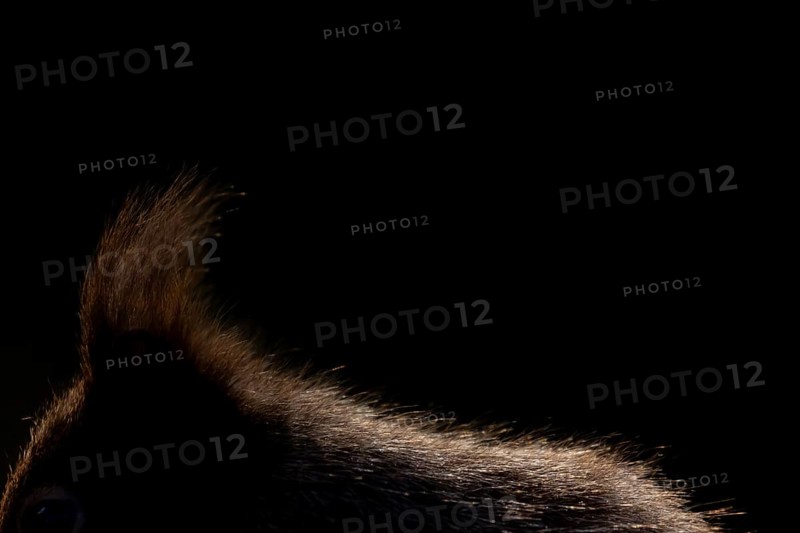 Red squirrel (Sciurus vulgaris) adult animal close up of its ear tuft, England, United Kingdom