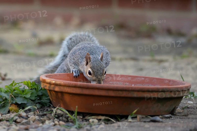 Grey squirrel (Sciurus carolinensis) adult animal drinking from a garden plant pot saucer, England, United Kingdom