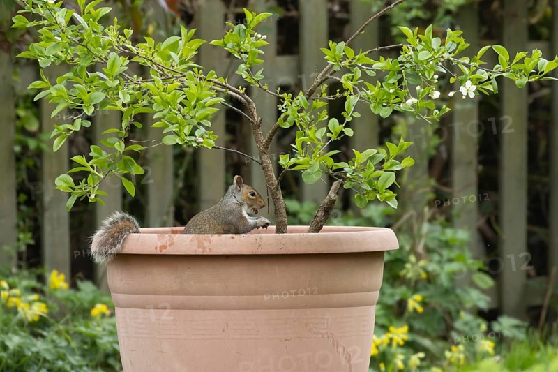 Grey squirrel (Sciurus carolinensis) adult animal feeding whilst sat in a garden plant pot, England, United Kingdom